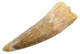 Fossil Spinosaurus Tooth - Real Dinosaur Tooth #362839-1